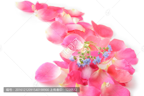 玫瑰花瓣