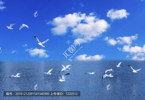 海鷗
