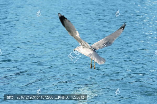 海鷗湖