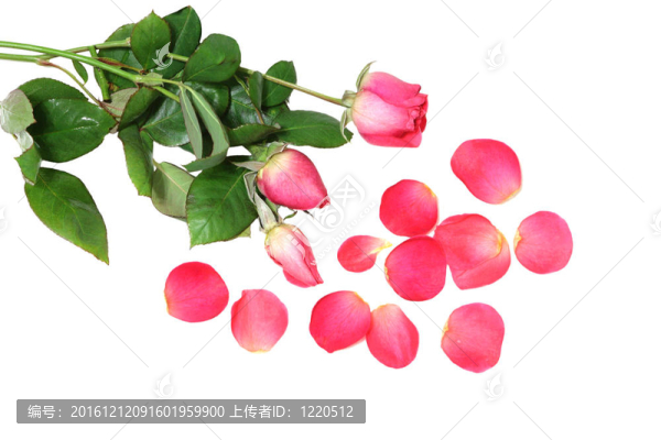 玫瑰花蕾