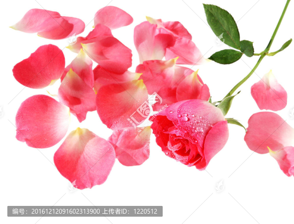玫瑰的花瓣