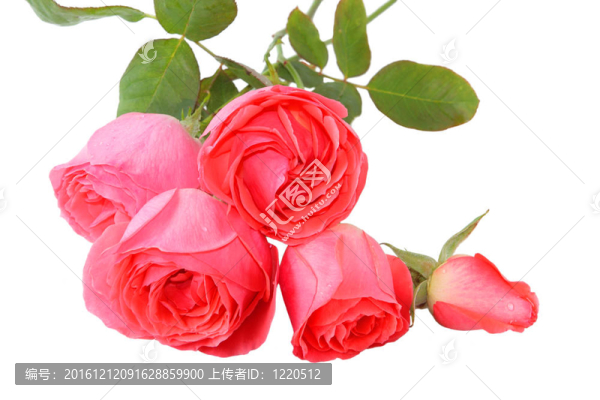 粉薔薇
