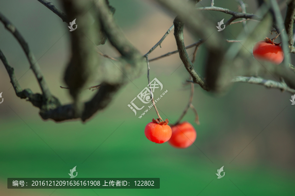 柿子樹