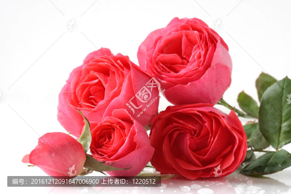 粉薔薇