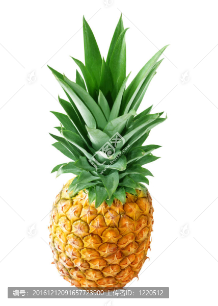 菠蘿