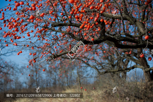 柿子樹