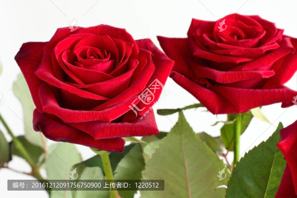 紅玫瑰