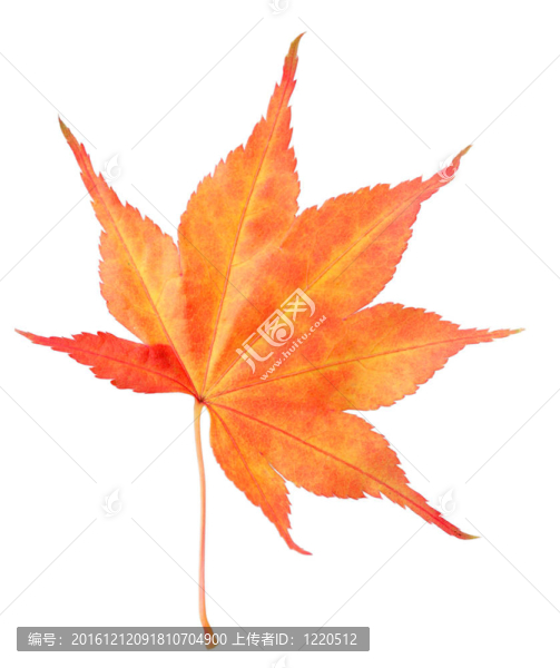 紅色的楓葉