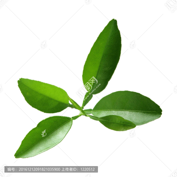 石灰分