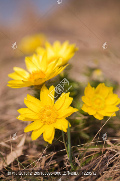 春側(cè)金盞花