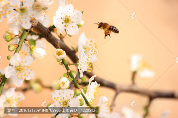 春天的場(chǎng)景與樹(shù)和蜜蜂的花