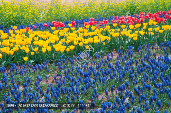 tulips123
