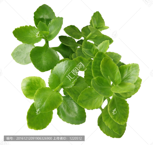 長(zhǎng)壽花的葉子