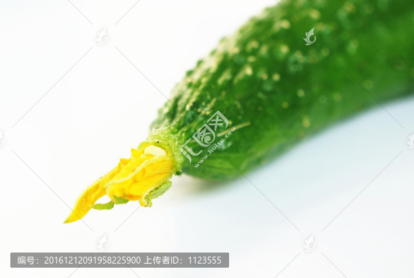 黃瓜花
