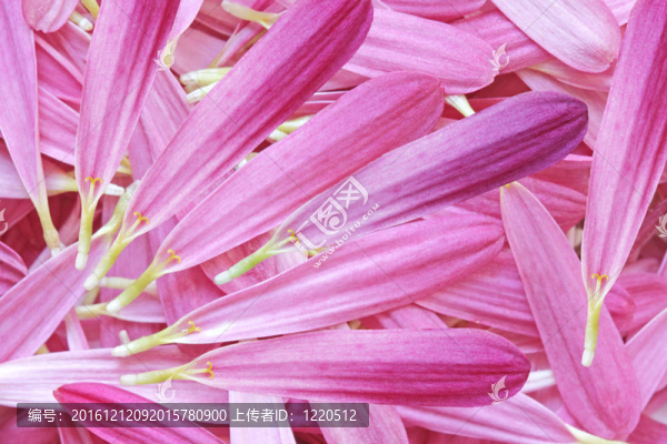 菊花的花瓣