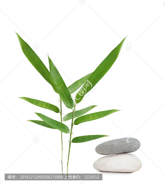 竹
