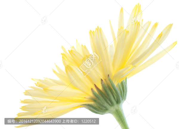 金盞花