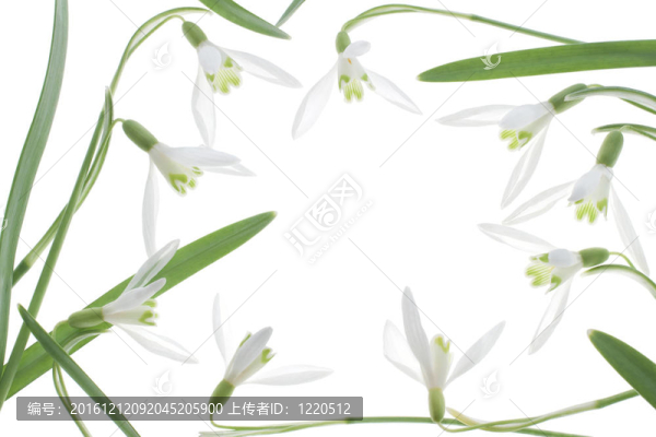 雪花蓮