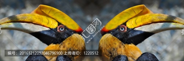 犀鳥看別處