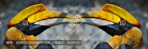 犀鳥接吻