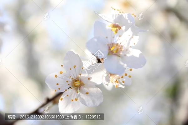 白色的春天的花朵