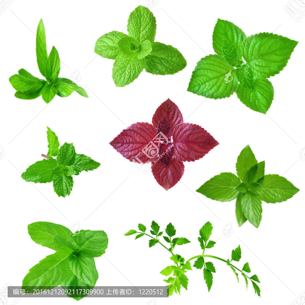 薄荷集