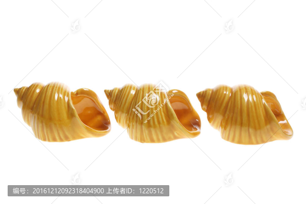 海貝殼