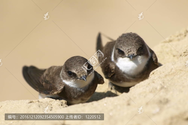 美麗的燕子沙馬丁