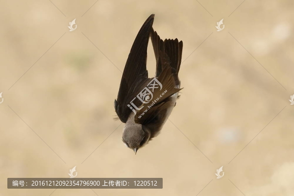 馬??；飛行中的燕子