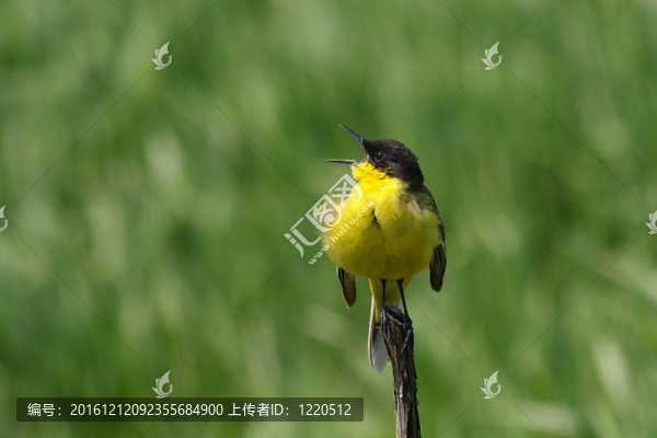 黃鹡鸰唱歌