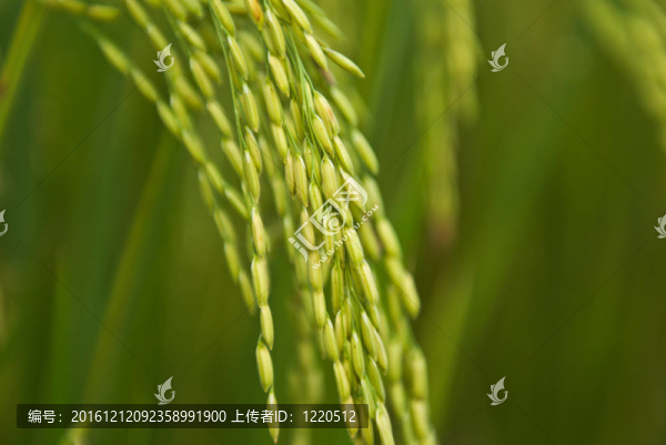 水稻植株