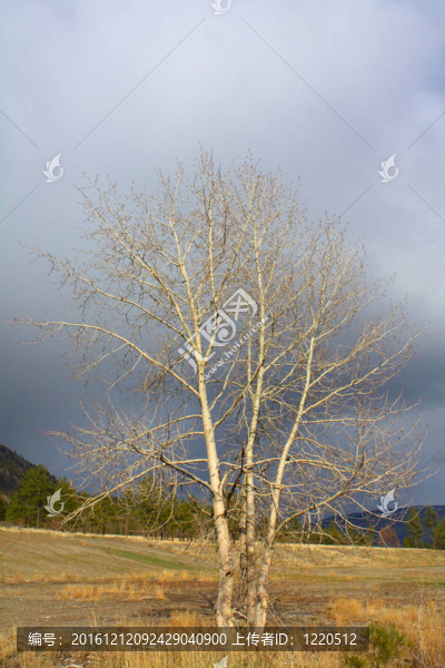 風(fēng)暴的樹(shù)