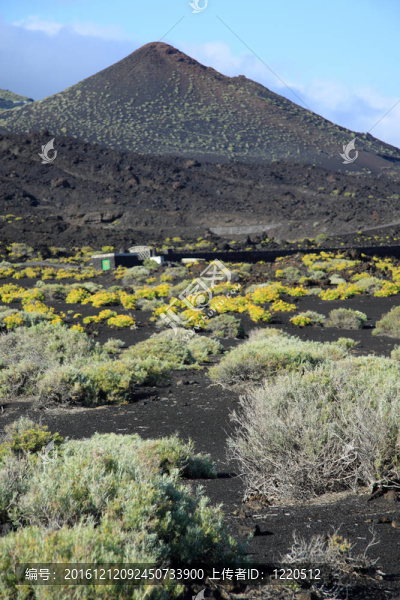 火山teneguia
