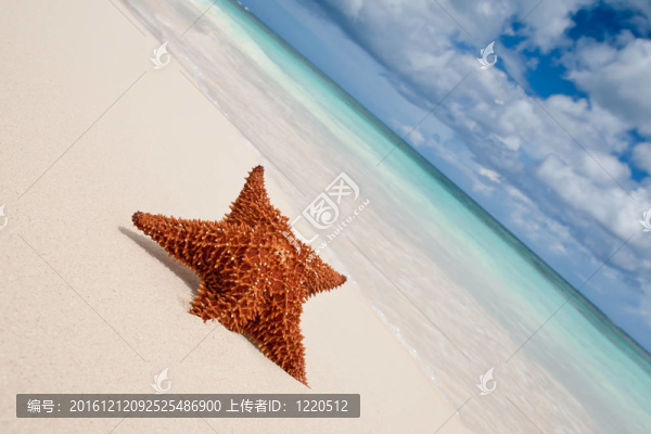 沙灘上的紅海星