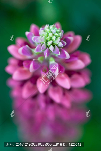 一個(gè)Pink,Lupine的宏觀視角