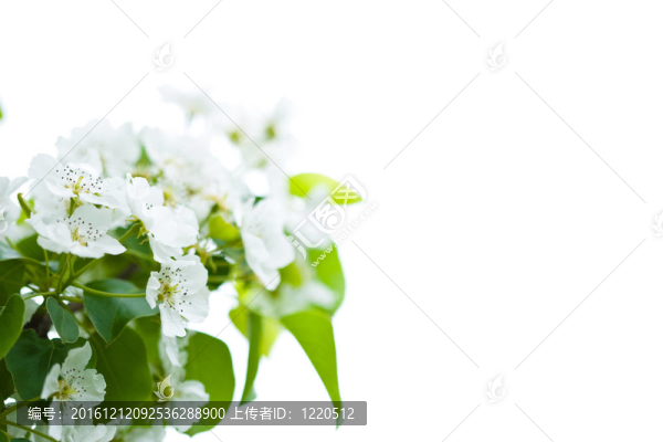 蘋果白花