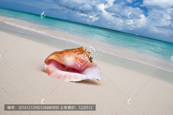 白沙海灘附近的米色貝殼