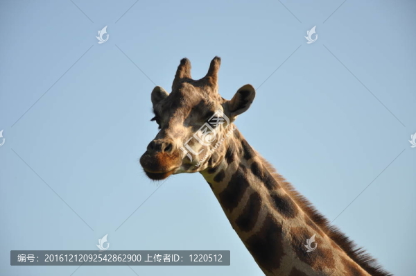 長頸鹿