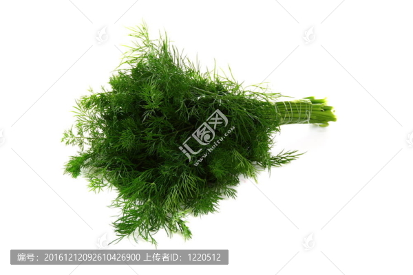 在白色背景的蒔蘿束。
