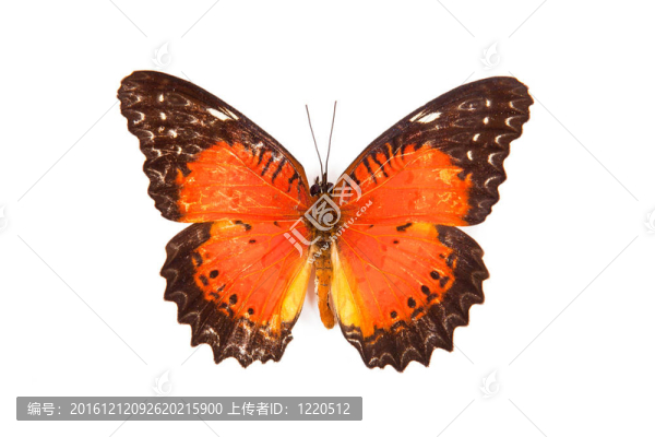 黑色紅鋸?fù)惖铝⒃诎咨尘昂图t色的蝴蝶