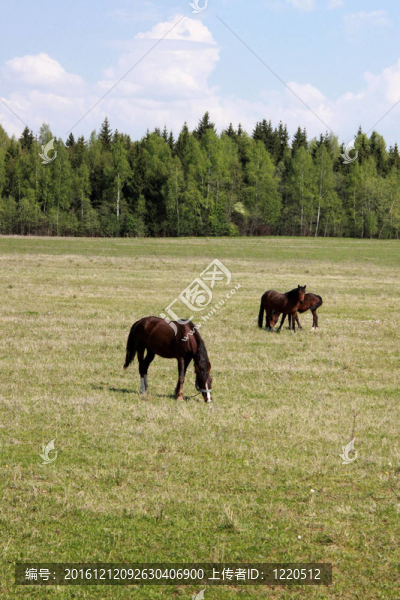 放牧的馬匹