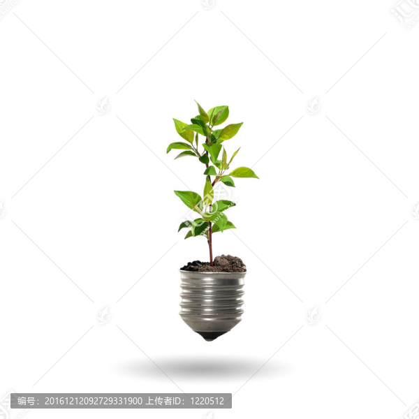 有樹的球莖