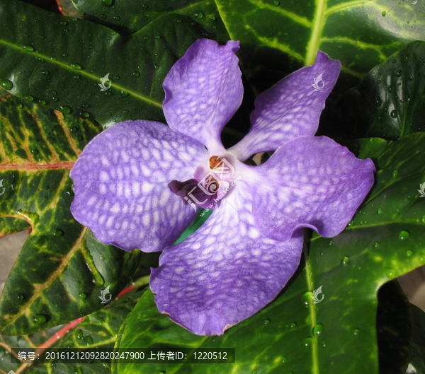 盛開的蘭花中聯(lián)