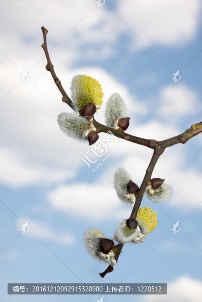 春天開花的柳樹