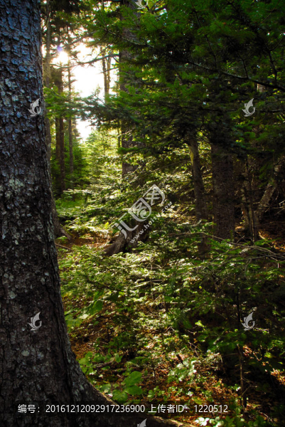 森林的陽光