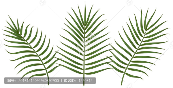 美麗的葉子的設(shè)計元素