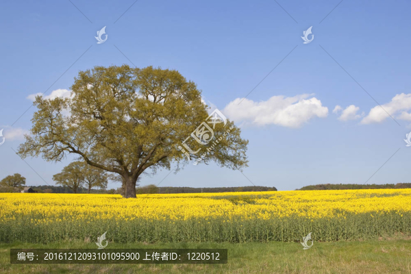 春天的橡樹(shù)