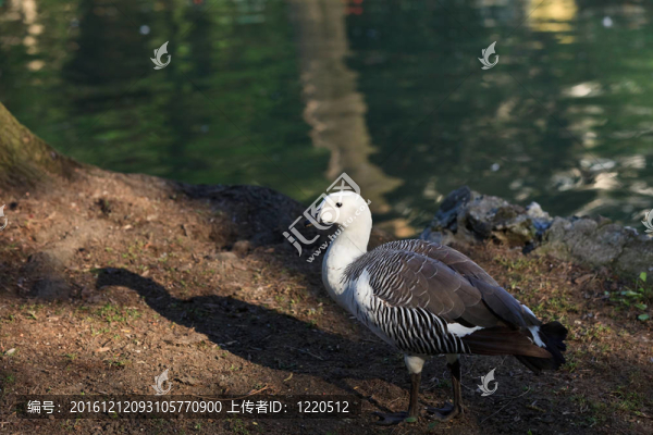 麥哲倫鵝公