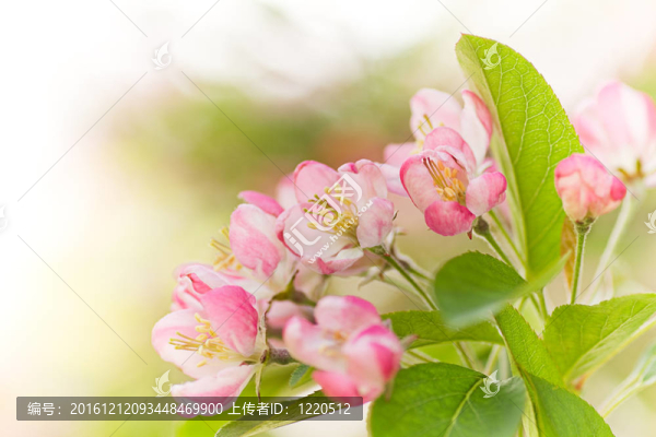 春季蘋果樹