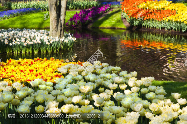 在公園池塘里的春天